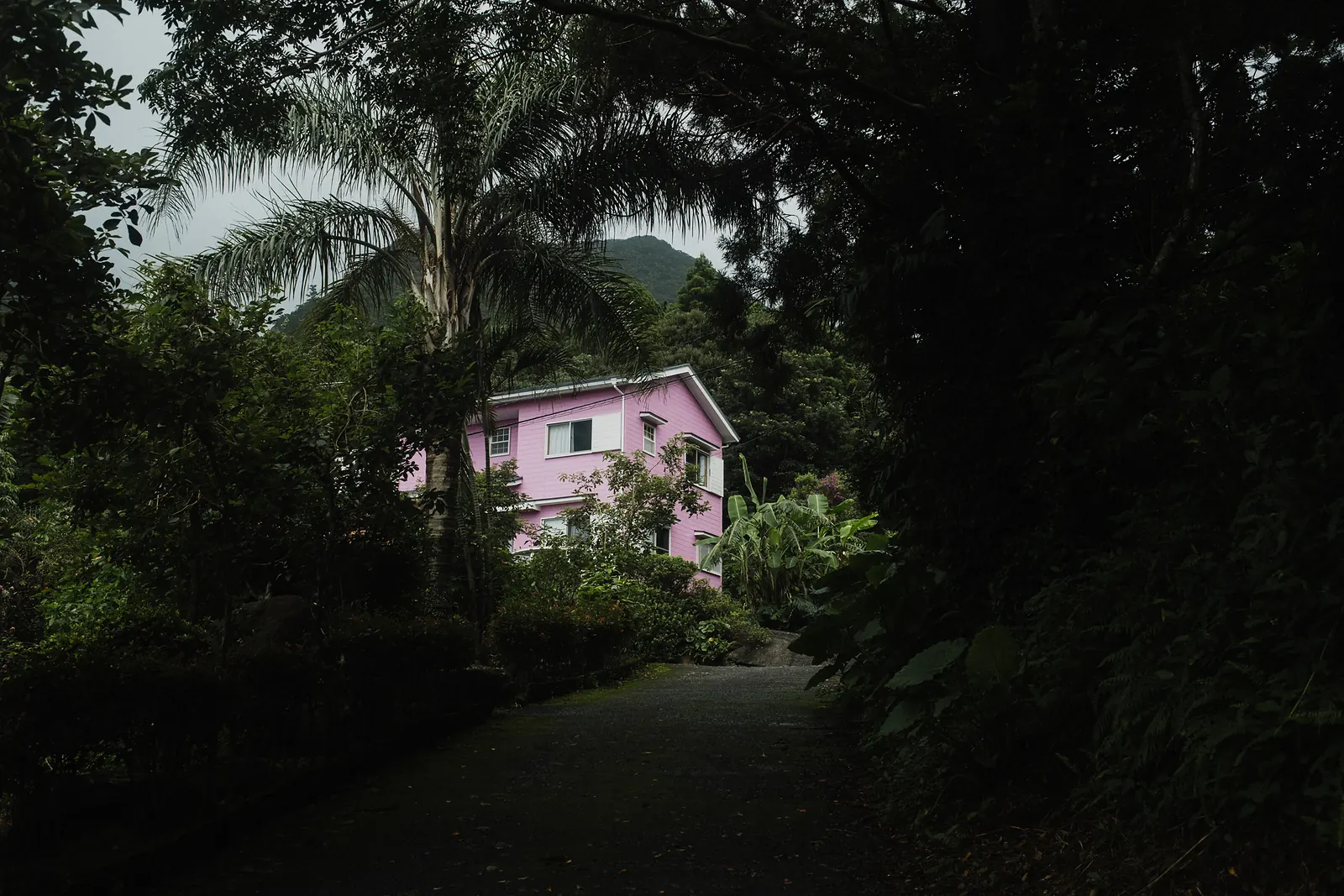 A pink house half hidden among palms and dark forest at the end of a quiet road.