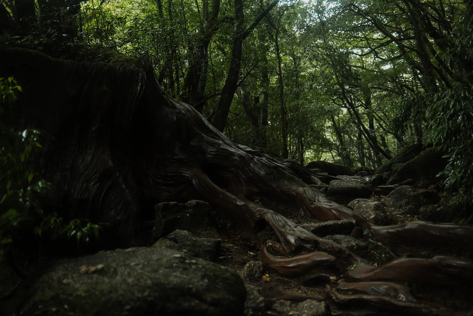 Gnarled cedar roots spreading across the dark floor of the forest.