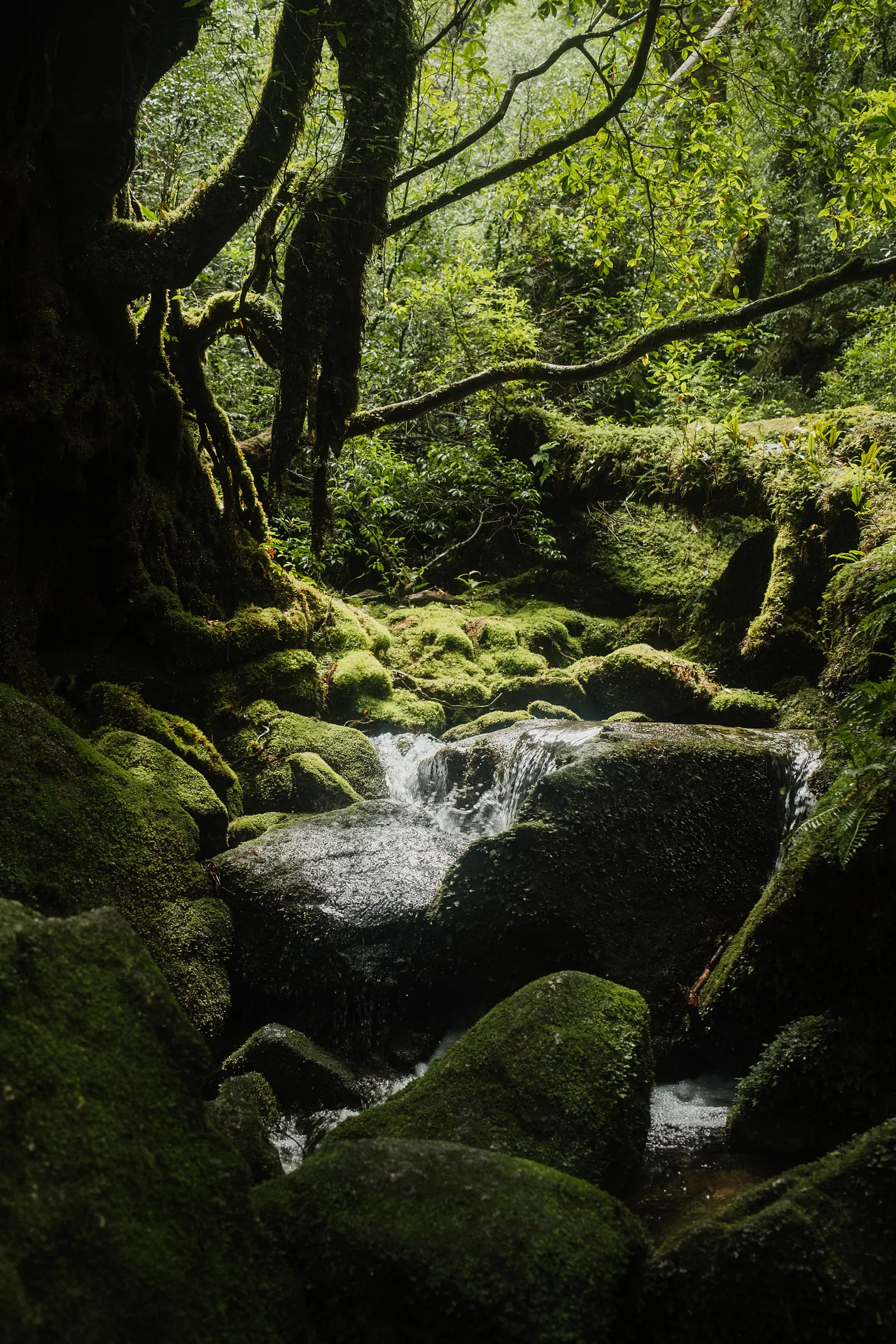 A small stream running between moss-covered boulders in the green light of the forest.